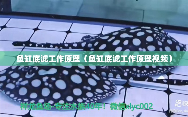 魚缸底濾工作原理（魚缸底濾工作原理視頻） 其他品牌魚缸