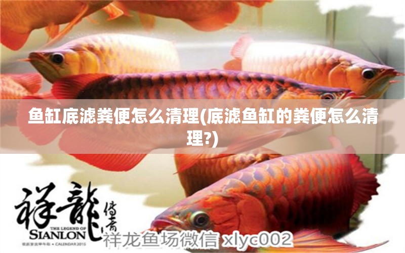 魚缸底濾糞便怎么清理(底濾魚缸的糞便怎么清理?)