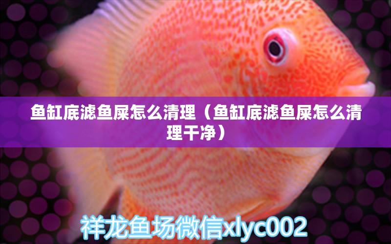 魚(yú)缸底濾魚(yú)屎怎么清理（魚(yú)缸底濾魚(yú)屎怎么清理干凈）