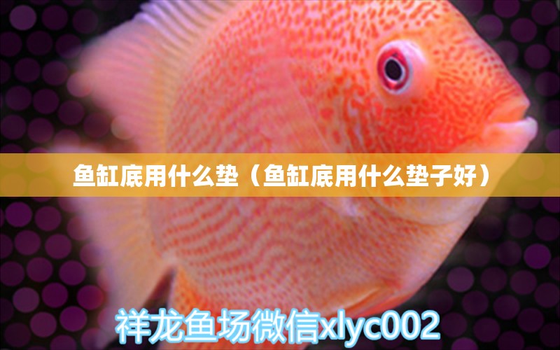 魚缸底用什么墊（魚缸底用什么墊子好） 熊貓異形魚L46