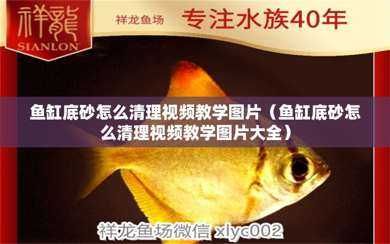 魚缸底砂怎么清理視頻教學(xué)圖片（魚缸底砂怎么清理視頻教學(xué)圖片大全） 祥龍水族醫(yī)院