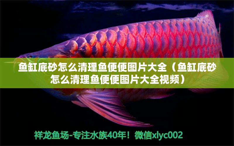 魚缸底砂怎么清理魚便便圖片大全（魚缸底砂怎么清理魚便便圖片大全視頻）