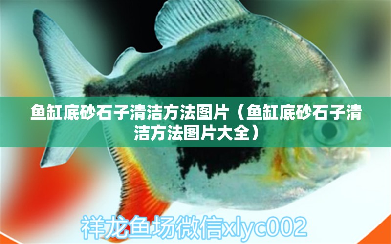 魚(yú)缸底砂石子清潔方法圖片（魚(yú)缸底砂石子清潔方法圖片大全）