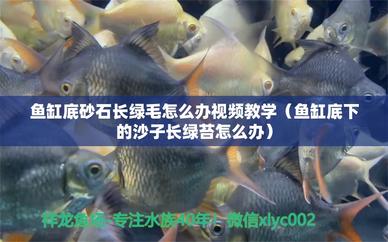 魚缸底砂石長綠毛怎么辦視頻教學（魚缸底下的沙子長綠苔怎么辦）