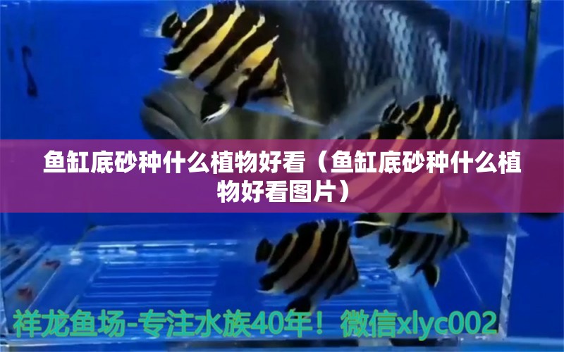 魚缸底砂種什么植物好看（魚缸底砂種什么植物好看圖片）