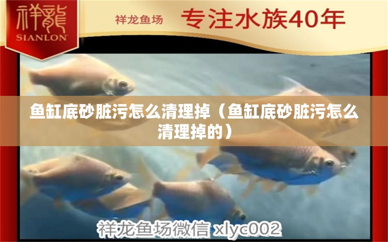 魚缸底砂臟污怎么清理掉（魚缸底砂臟污怎么清理掉的） 觀賞魚市場(chǎng)（混養(yǎng)魚）