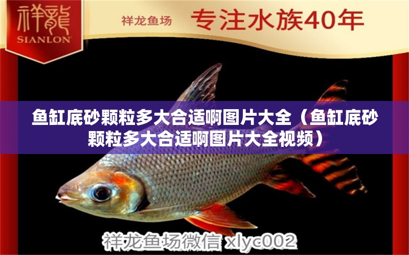 魚缸底砂顆粒多大合適啊圖片大全（魚缸底砂顆粒多大合適啊圖片大全視頻）