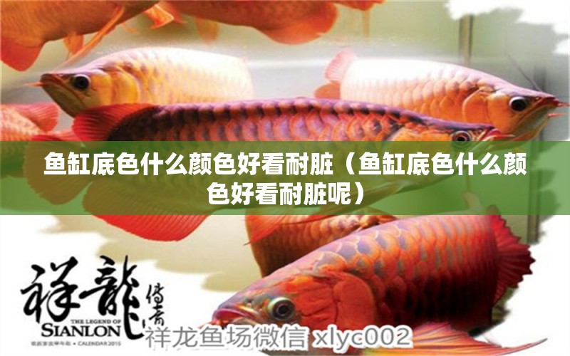 魚缸底色什么顏色好看耐臟（魚缸底色什么顏色好看耐臟呢）