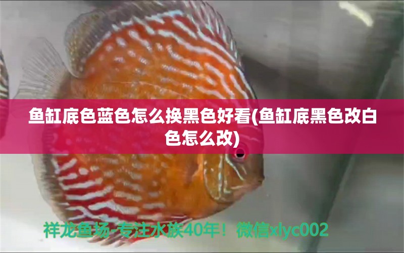 魚缸底色藍(lán)色怎么換黑色好看(魚缸底黑色改白色怎么改) 銀龍魚苗