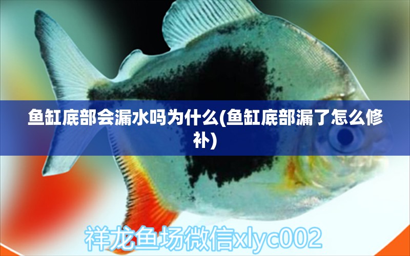 魚缸底部會漏水嗎為什么(魚缸底部漏了怎么修補(bǔ)) 廣州水族器材濾材批發(fā)市場 第1張