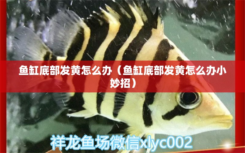 魚(yú)缸底部發(fā)黃怎么辦（魚(yú)缸底部發(fā)黃怎么辦小妙招） 觀賞魚(yú)市場(chǎng)（混養(yǎng)魚(yú)） 第2張