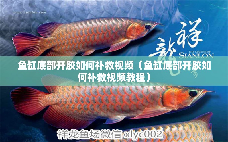 魚缸底部開膠如何補救視頻（魚缸底部開膠如何補救視頻教程）