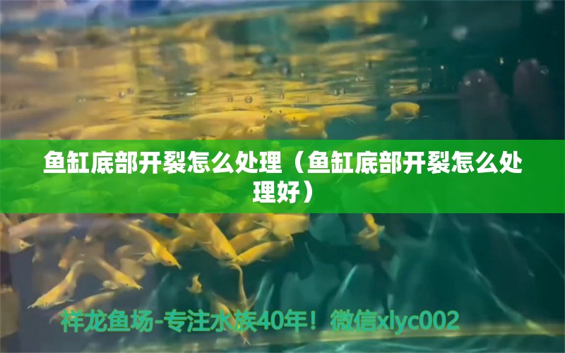 魚缸底部開裂怎么處理（魚缸底部開裂怎么處理好）