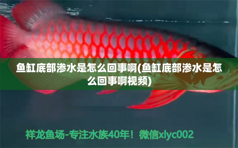 魚缸底部滲水是怎么回事啊(魚缸底部滲水是怎么回事啊視頻) 魟魚百科