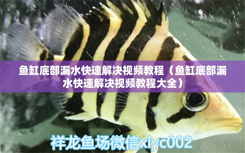 魚缸底部漏水快速解決視頻教程（魚缸底部漏水快速解決視頻教程大全） 其他品牌魚缸