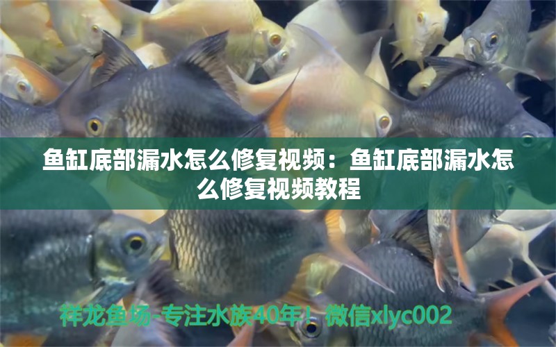 魚(yú)缸底部漏水怎么修復(fù)視頻：魚(yú)缸底部漏水怎么修復(fù)視頻教程