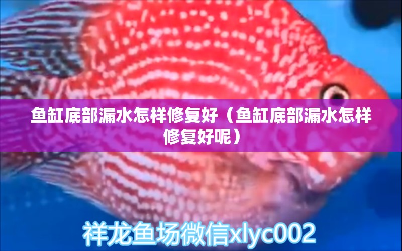 魚缸底部漏水怎樣修復(fù)好（魚缸底部漏水怎樣修復(fù)好呢） 蝴蝶鯉魚苗