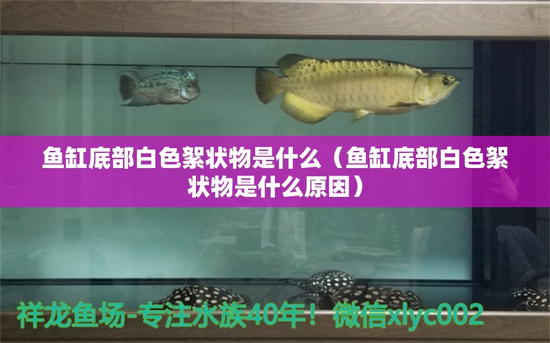 魚(yú)缸底部白色絮狀物是什么（魚(yú)缸底部白色絮狀物是什么原因）