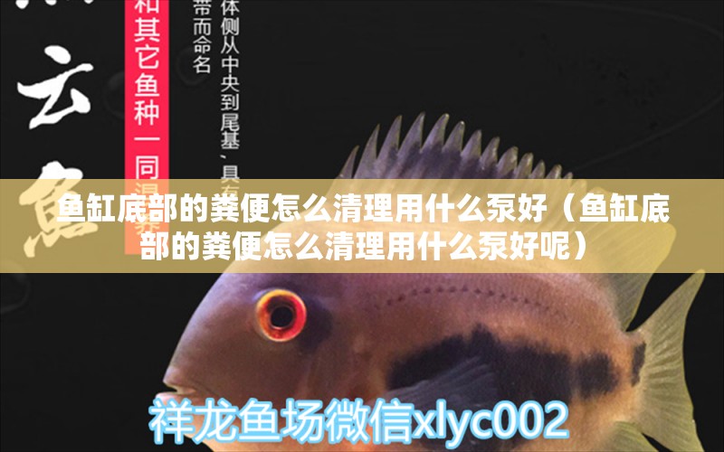 魚缸底部的糞便怎么清理用什么泵好（魚缸底部的糞便怎么清理用什么泵好呢） 三間鼠魚