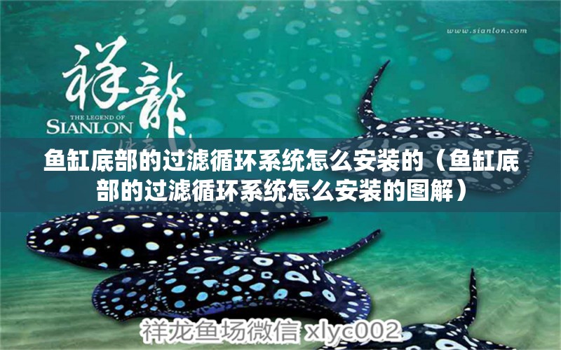 魚(yú)缸底部的過(guò)濾循環(huán)系統(tǒng)怎么安裝的（魚(yú)缸底部的過(guò)濾循環(huán)系統(tǒng)怎么安裝的圖解）