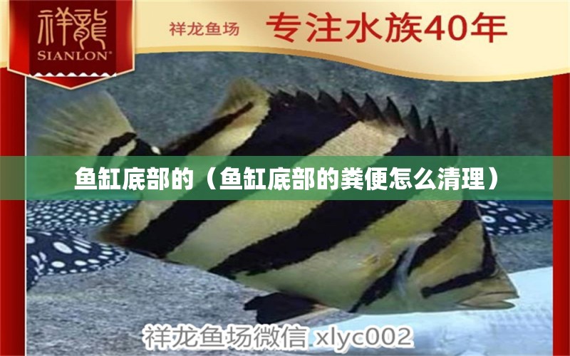 魚(yú)缸底部的（魚(yú)缸底部的糞便怎么清理）