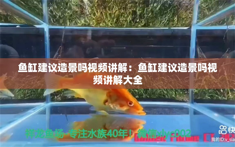 魚缸建議造景嗎視頻講解：魚缸建議造景嗎視頻講解大全