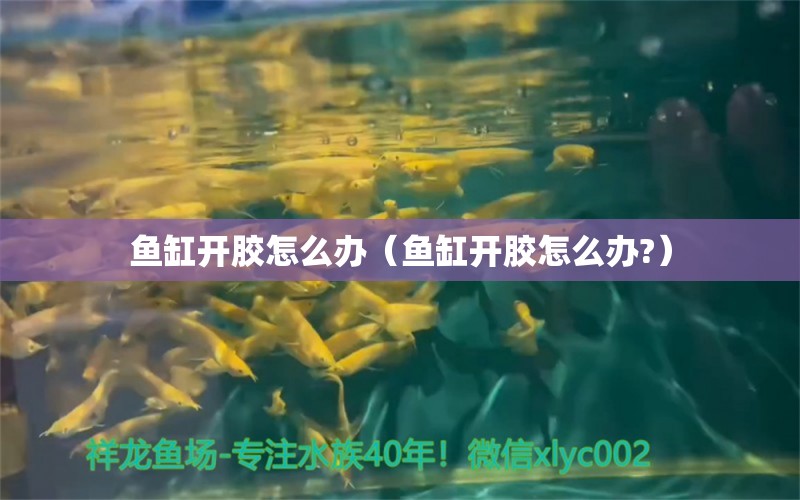 魚缸開(kāi)膠怎么辦（魚缸開(kāi)膠怎么辦?）