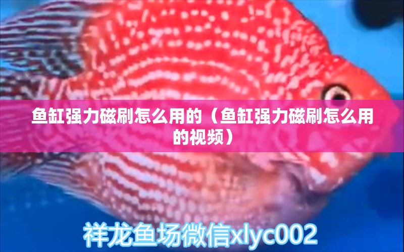 魚缸強(qiáng)力磁刷怎么用的（魚缸強(qiáng)力磁刷怎么用的視頻）