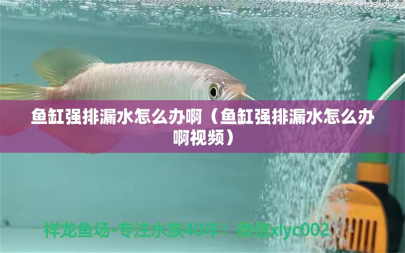 魚缸強排漏水怎么辦?。~缸強排漏水怎么辦啊視頻） 哥倫比亞巨暴魚苗