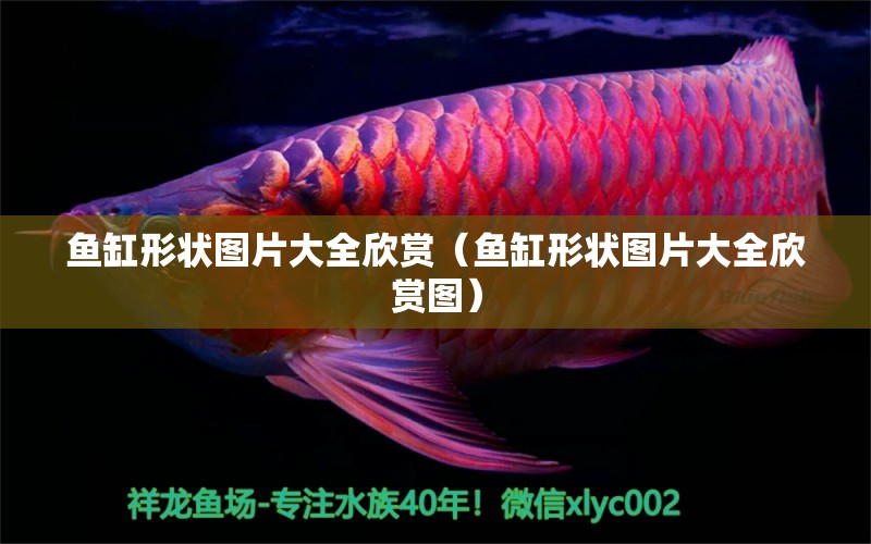 魚缸形狀圖片大全欣賞（魚缸形狀圖片大全欣賞圖） 祥龍水族醫(yī)院