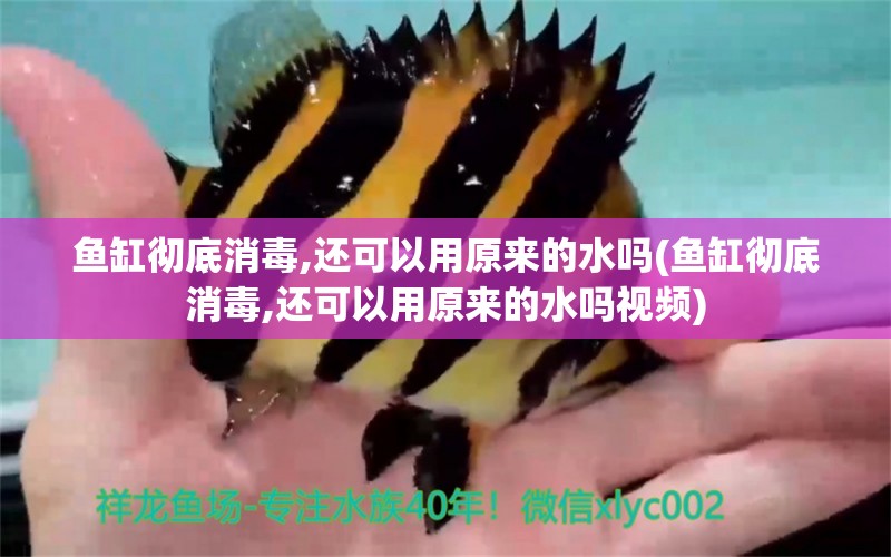 魚缸徹底消毒,還可以用原來的水嗎(魚缸徹底消毒,還可以用原來的水嗎視頻) 金龍福龍魚