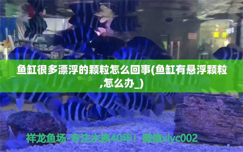 魚缸很多漂浮的顆粒怎么回事(魚缸有懸浮顆粒,怎么辦_)