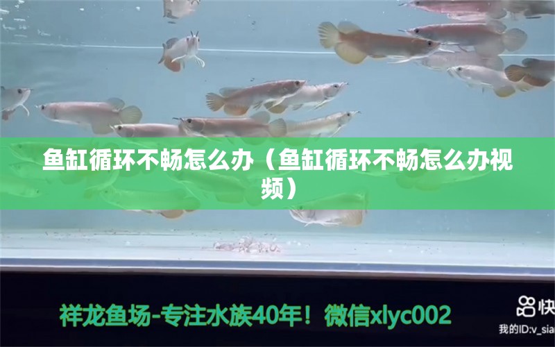 魚(yú)缸循環(huán)不暢怎么辦（魚(yú)缸循環(huán)不暢怎么辦視頻）