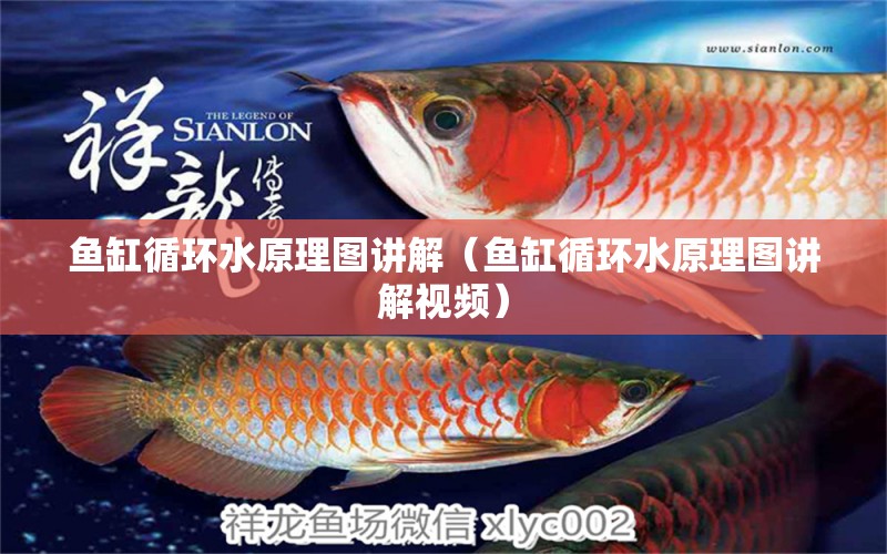 魚缸循環(huán)水原理圖講解（魚缸循環(huán)水原理圖講解視頻）