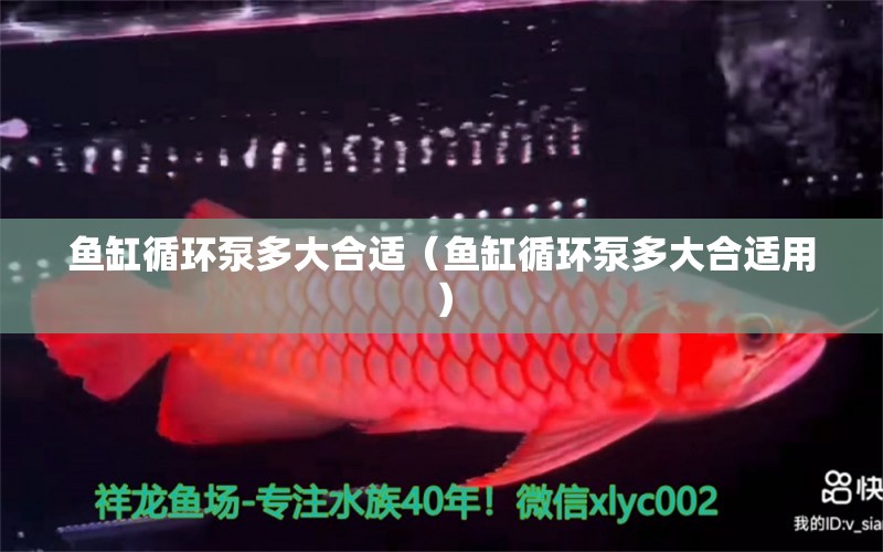 魚缸循環(huán)泵多大合適（魚缸循環(huán)泵多大合適用）