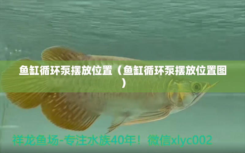 魚缸循環(huán)泵擺放位置（魚缸循環(huán)泵擺放位置圖）