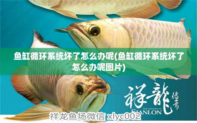 魚缸循環(huán)系統(tǒng)壞了怎么辦呢(魚缸循環(huán)系統(tǒng)壞了怎么辦呢圖片)