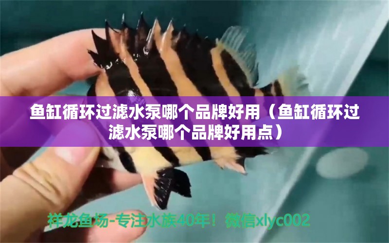 魚缸循環(huán)過濾水泵哪個品牌好用（魚缸循環(huán)過濾水泵哪個品牌好用點）