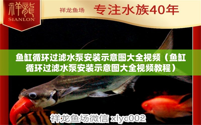 魚缸循環(huán)過(guò)濾水泵安裝示意圖大全視頻（魚缸循環(huán)過(guò)濾水泵安裝示意圖大全視頻教程） 觀賞魚市場(chǎng)（混養(yǎng)魚）