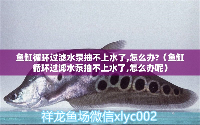 魚缸循環(huán)過(guò)濾水泵抽不上水了,怎么辦?（魚缸循環(huán)過(guò)濾水泵抽不上水了,怎么辦呢）