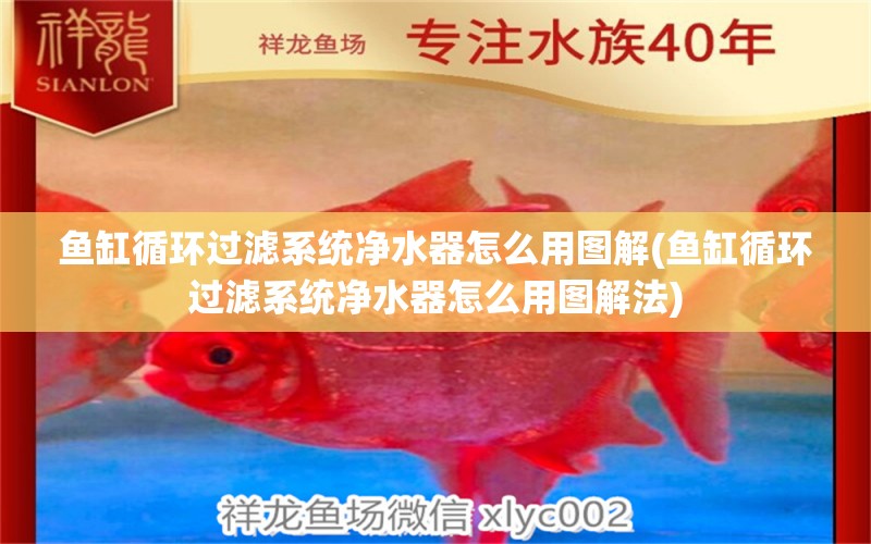 魚缸循環(huán)過濾系統(tǒng)凈水器怎么用圖解(魚缸循環(huán)過濾系統(tǒng)凈水器怎么用圖解法) 飛鳳魚苗