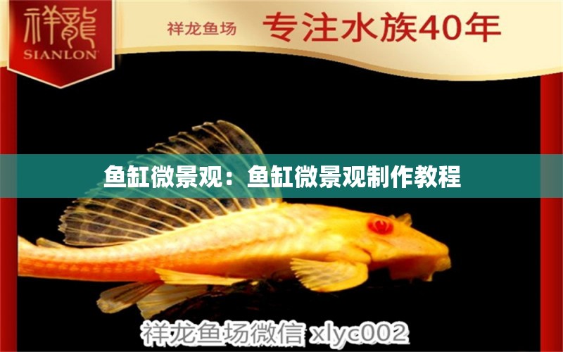 魚(yú)缸微景觀(guān)：魚(yú)缸微景觀(guān)制作教程 觀(guān)賞魚(yú)市場(chǎng)（混養(yǎng)魚(yú)）