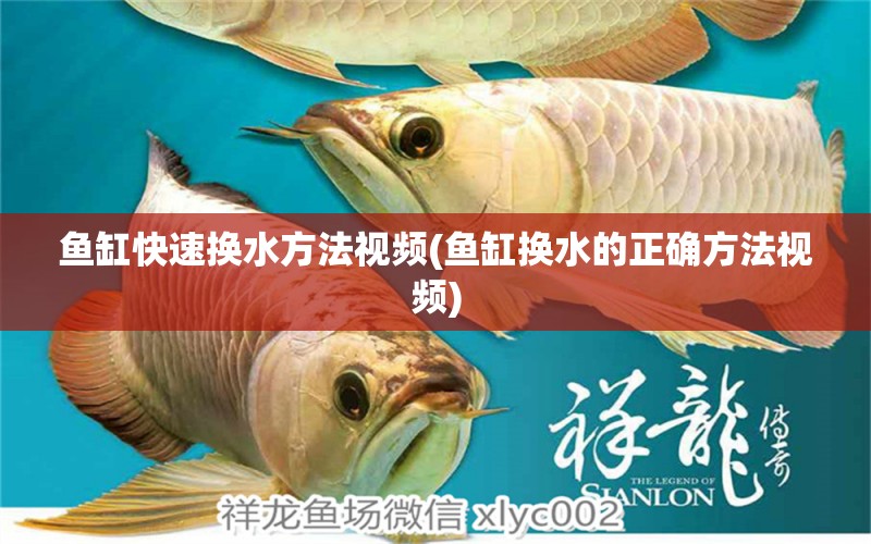 魚(yú)缸快速換水方法視頻(魚(yú)缸換水的正確方法視頻) 夢(mèng)幻雷龍魚(yú)