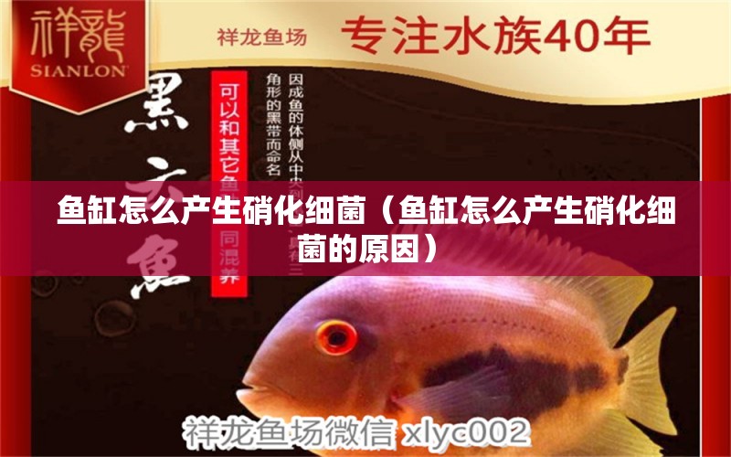 魚缸怎么產(chǎn)生硝化細菌（魚缸怎么產(chǎn)生硝化細菌的原因）