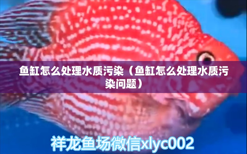 魚(yú)缸怎么處理水質(zhì)污染（魚(yú)缸怎么處理水質(zhì)污染問(wèn)題）