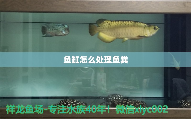 魚(yú)缸怎么處理魚(yú)糞 水族問(wèn)答