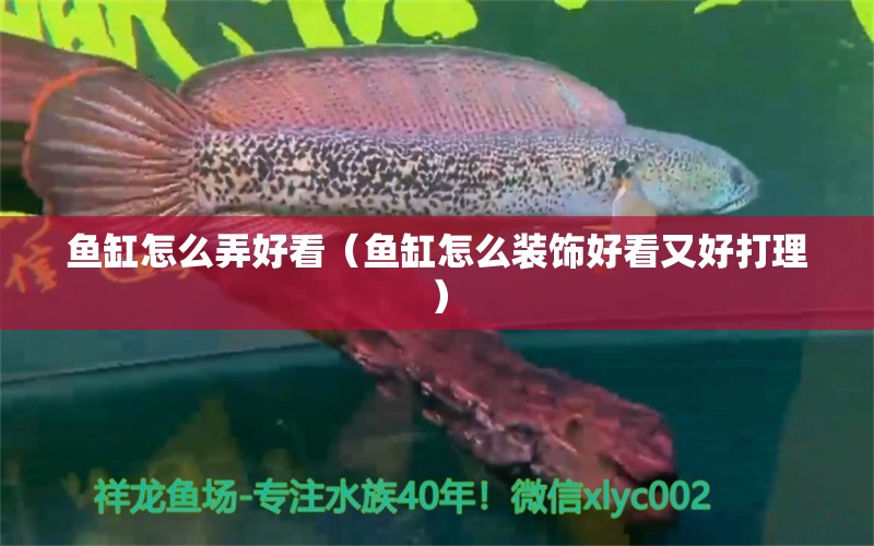 魚缸怎么弄好看（魚缸怎么裝飾好看又好打理） 印尼虎苗