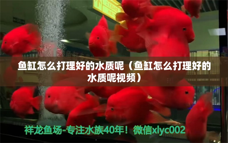 魚缸怎么打理好的水質(zhì)呢（魚缸怎么打理好的水質(zhì)呢視頻）