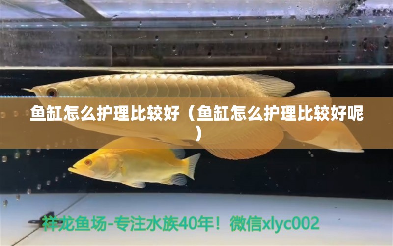 魚缸怎么護理比較好（魚缸怎么護理比較好呢）