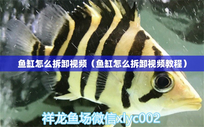 魚缸怎么拆卸視頻（魚缸怎么拆卸視頻教程） 祥龍水族醫(yī)院